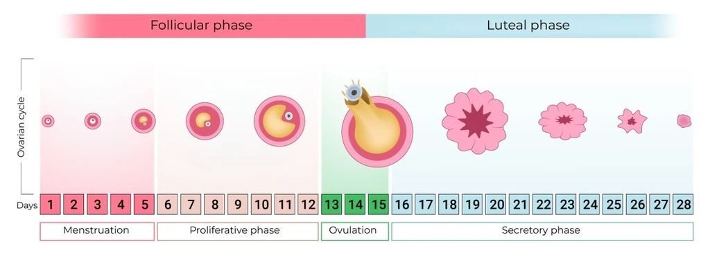 Menstrual cycle timeline showing follicular phase, ovulation, fertile window and luteal phase