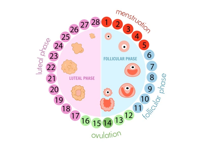 ovulation cycle visual